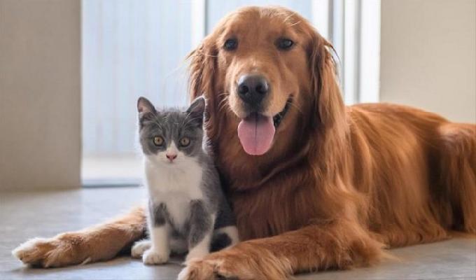 Adopta un nuevo amigo y conviértete en un héroe