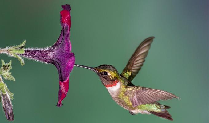 Conoce los secretos del vuelo de los colibríes