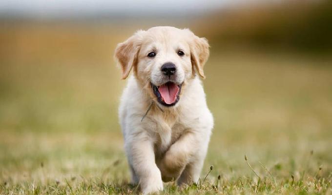 Si mi perro hablara