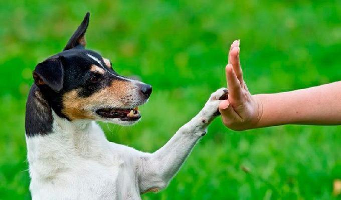 Tips de entrenamiento para perros