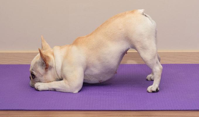 Yoga para mascotas