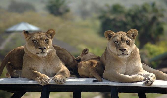 Zoológico de San Diego
